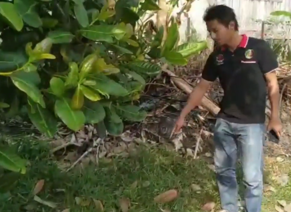 Man's Pet Cat Helps Find Location of Abandoned Newborn Baby Girl in Kelantan - WORLD OF BUZZ 2