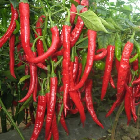 Vegetable fruit seeds Red chilli seed Taste very good paprika seeds peppers Bonsai plants Seeds