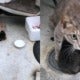 A Mother Cat Was Seen To Be Protecting Her Kittens With Her Body From The Heavy Rain - World Of Buzz