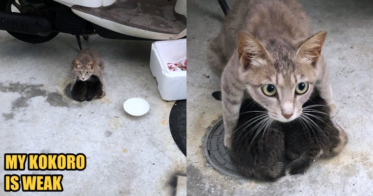 A Mother Cat Was Seen to be Protecting Her Kittens With Her Body from The Heavy Rain - WORLD OF BUZZ