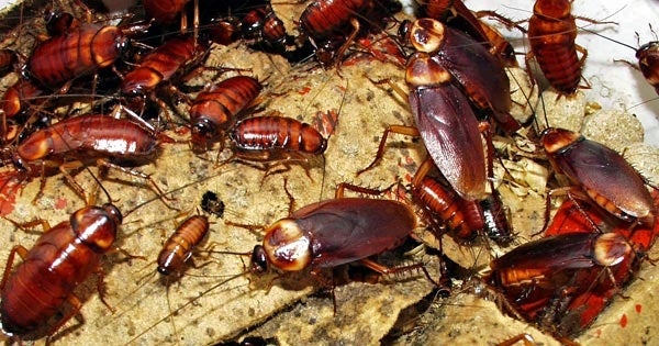 ATTENTION! Cockroaches Might Be Invading Us In The Near Future - WORLD OF BUZZ