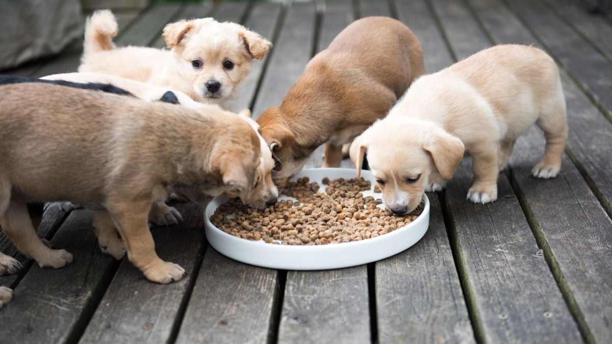 Beware: These 16 Dog Food Brands Have Been Linked to Canine Heart Disease - WORLD OF BUZZ 3