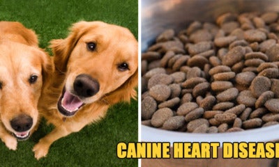 Beware: These 16 Dog Food Brands Have Been Linked To Canine Heart Disease - World Of Buzz 5