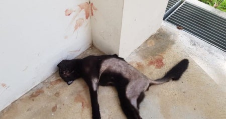 cat found dead parts of fur shaved blood stains splattered on wall ground world of buzz e1562142610997