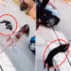 Disturbing Video Shows Woman Flinging Cat At Neighbour'S House As It Kept Entering Her Home - World Of Buzz