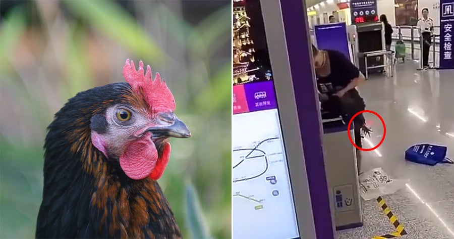 Woman Couldn'T Bring A Live Chicken On The Train So She Slaughtered It Right Then &Amp; There! - World Of Buzz