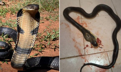 M'Sian Girl Hilariously Whacks Cobra To Death With Ladle After Fighting With Her Boyfriend - World Of Buzz