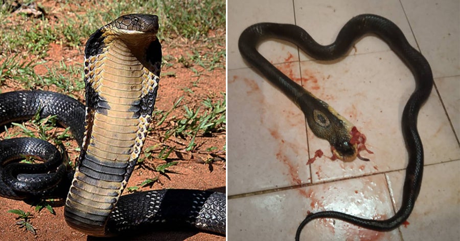 M'sian Girl Hilariously Whacks Cobra to Death With Ladle After Fighting With Her Boyfriend - WORLD OF BUZZ