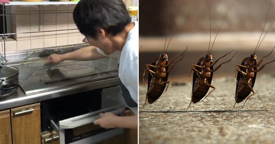 Woman Taps Chopsticks &Amp; Bangs Stove To Get Cockroach Out But Makes - World Of Buzz