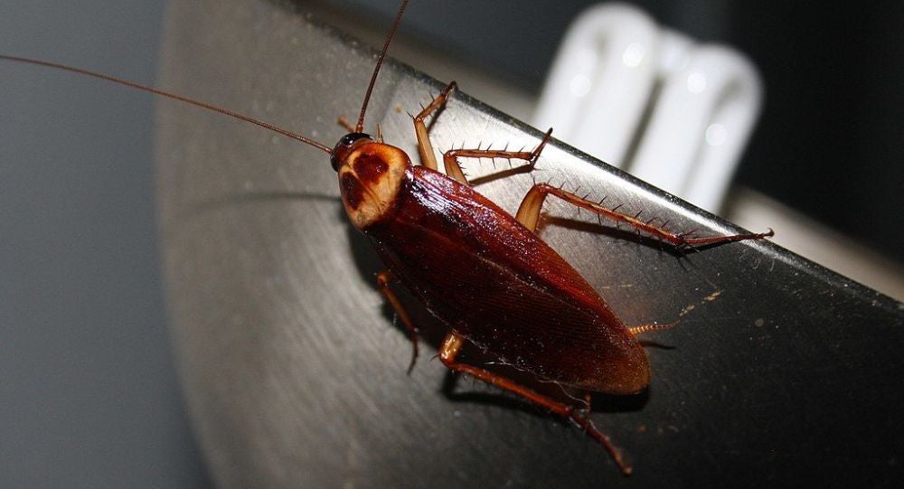 Cockroaches Are Reportedly Becoming More Immune to Aerosol, Here's Why - WORLD OF BUZZ 2