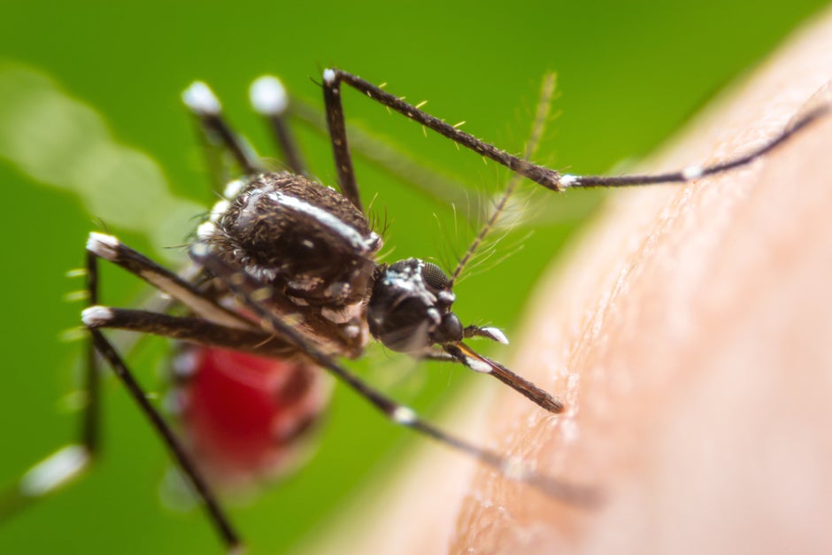 Dengue Virus Transmission Mosquito Disease