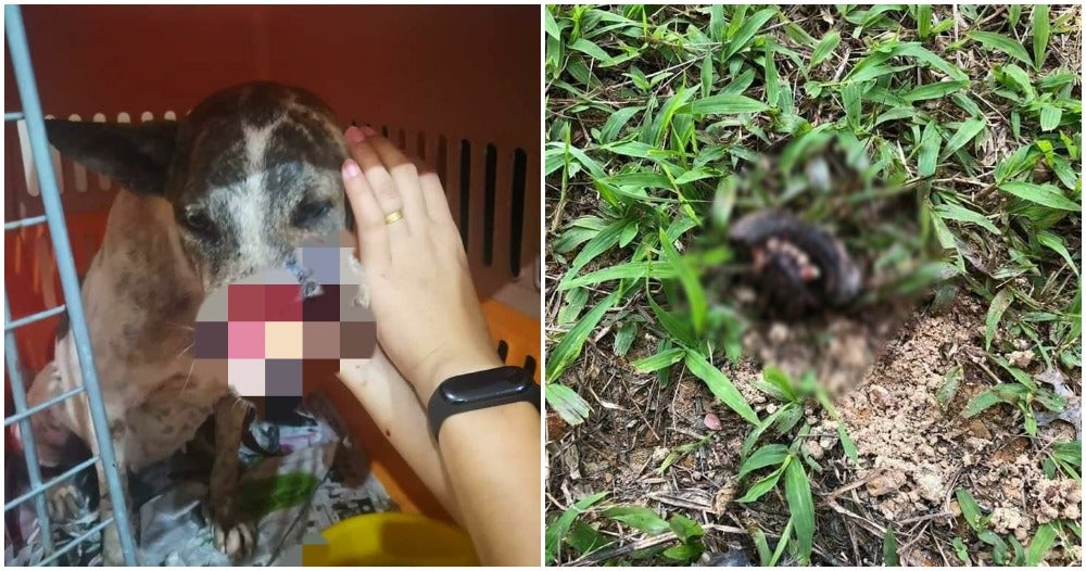Dog Gets Mouth Chopped Off by Unknown Man, Association Offering Reward For Info - WORLD OF BUZZ