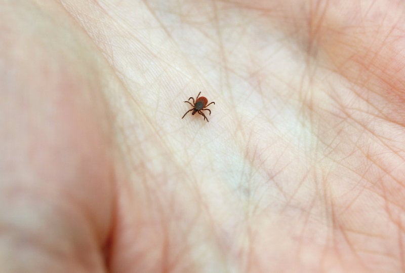Electrical Worker Who Always Uses Insect Repellent Finds A Tick Inside His Cornea - WORLD OF BUZZ 2