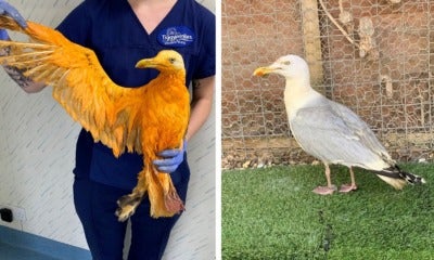 Exotic-Looking Orange Bird Brought Into Wildlife Hospital Turns Out To Be Seagull Covered In Curry - World Of Buzz 1