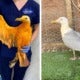 Exotic-Looking Orange Bird Brought Into Wildlife Hospital Turns Out To Be Seagull Covered In Curry - World Of Buzz 1