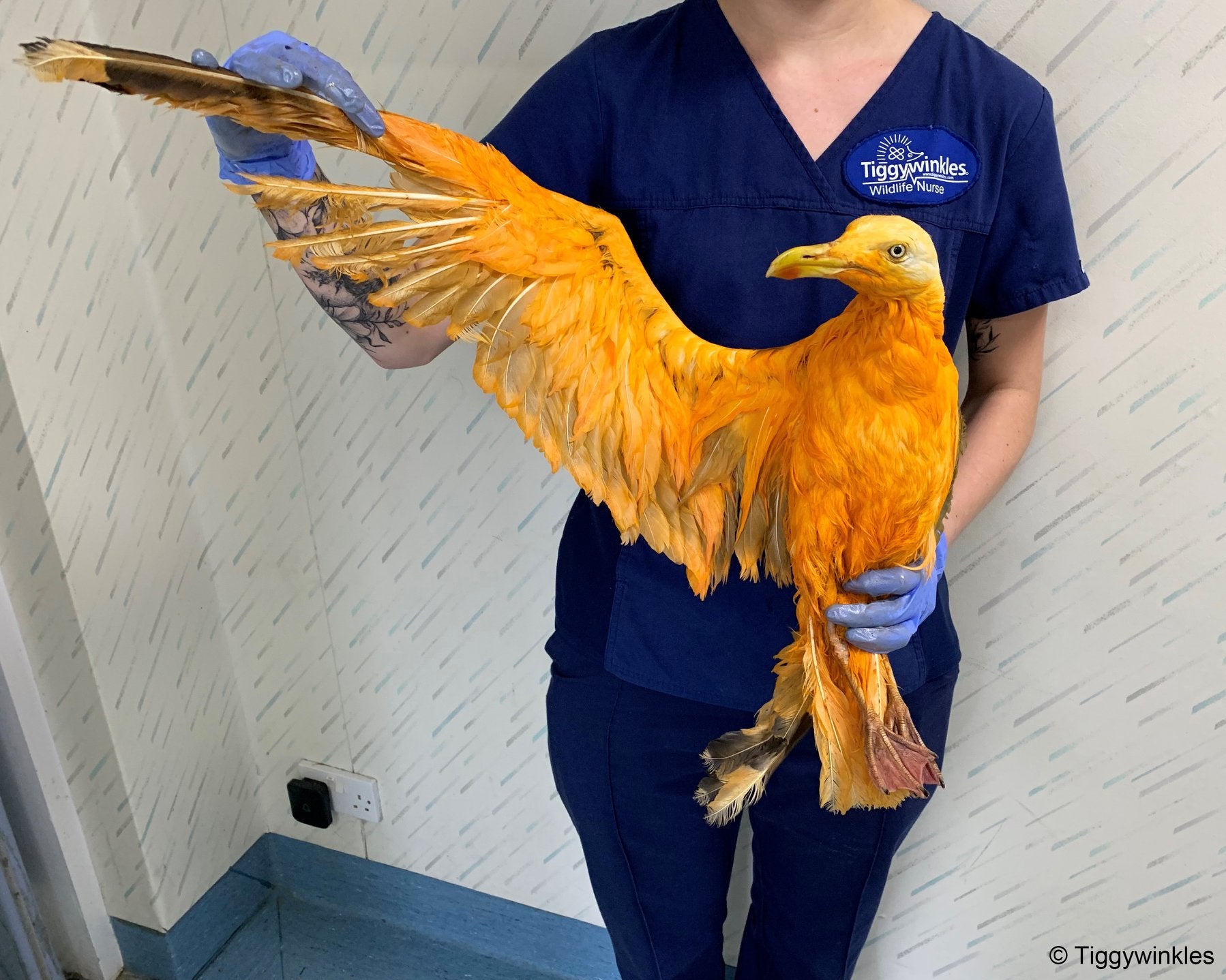 Exotic-Looking Orange Bird Brought Into Wildlife Hospital Turns Out To Be Seagull Covered In Curry - World Of Buzz