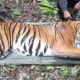 Expert: Malaysian Tigers Could Go Extinct As Early As 2022 If We Don'T Take Action Now - World Of Buzz 1