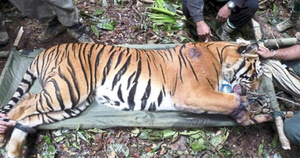 Expert: Malaysian Tigers Could Go Extinct As Early As 2022 If We Don't Take Action Now - WORLD OF BUZZ 1