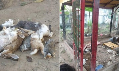 M'Sian Teachers Find Pet Rabbits Dead In Tadika'S Mini-Farm &Amp; One Even Had Its Ears Cut Off - World Of Buzz