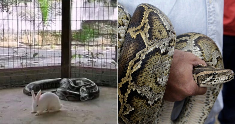 M'Sian Resort'S Video Of Python Devouring Live Rabbit On Ig Sparks Outrage Amongst Netizens - World Of Buzz