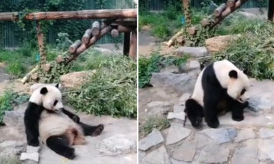 Tourists At Zoo Throw Rocks At Resting Giant Panda To Wake It Up - World Of Buzz