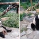 Tourists At Zoo Throw Rocks At Resting Giant Panda To Wake It Up - World Of Buzz