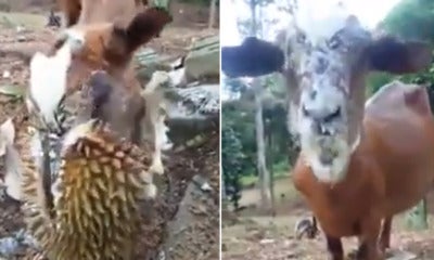 [Video] This Goat Is Malaysia'S Greatest Durian Lover - World Of Buzz
