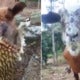 [Video] This Goat Is Malaysia'S Greatest Durian Lover - World Of Buzz