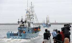 Japan Resumes Whale-Hunting After 30 Years - World Of Buzz 1