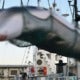 Japan Resumes Whale-Hunting After 30 Years - World Of Buzz