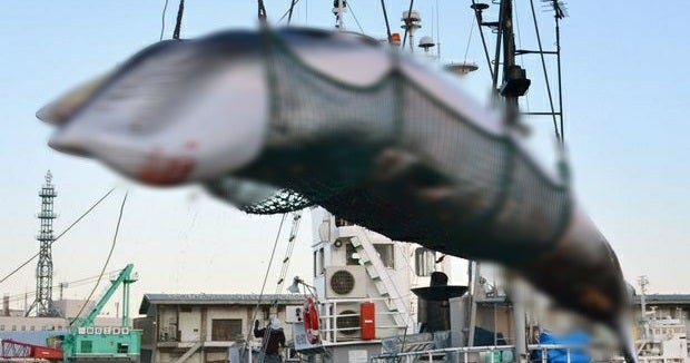 Japan Resumes Whale-hunting After 30 Years - WORLD OF BUZZ
