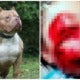 Johor Girl Hospitalised After Being Attacked By Neighbour'S Mixed Breed Pitbull - World Of Buzz