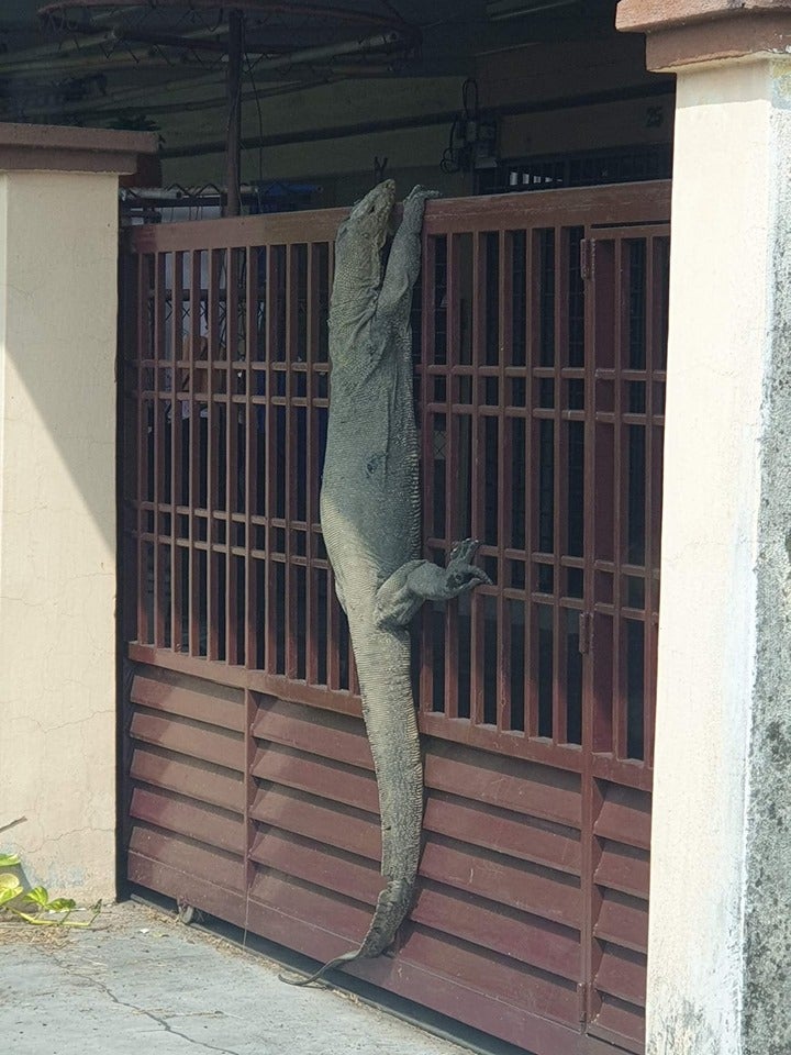Johor Man Shocked to Find Monitor Lizard So Huge It Looks Like A Crocodile Perching on His House Gate - WORLD OF BUZZ