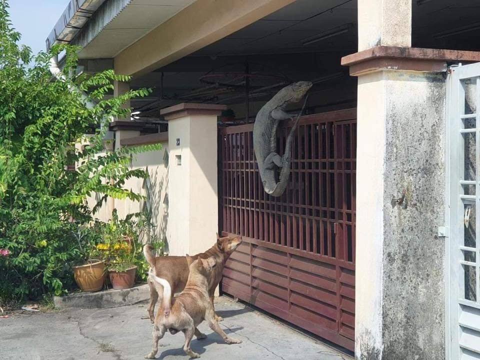 Johor Man Shocked to Find Monitor Lizard So Huge It Looks Like Crocodile On His House Gate - WORLD OF BUZZ 1