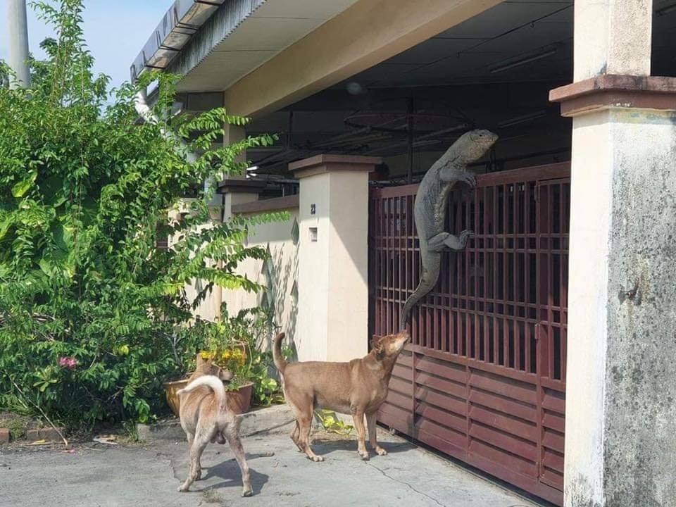 Johor Man Shocked to Find Monitor Lizard So Huge It Looks Like Crocodile On His House Gate - WORLD OF BUZZ 2