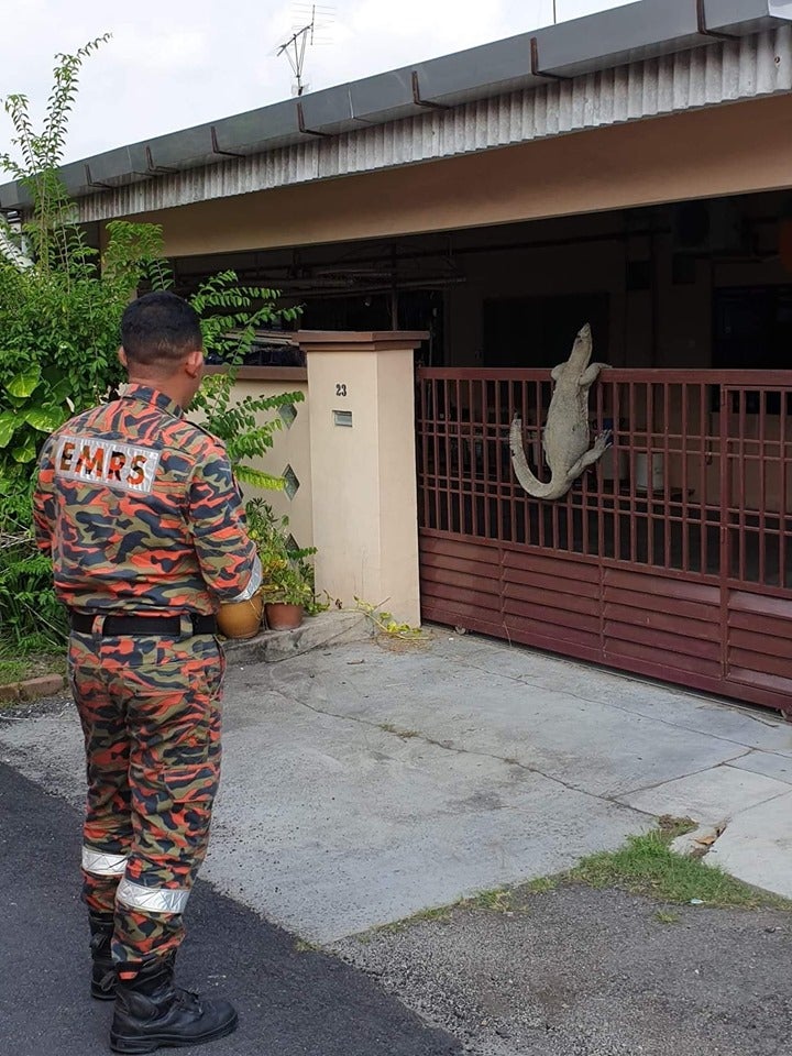 Johor Man Shocked to Find Monitor Lizard So Huge It Looks Like Crocodile On His House Gate - WORLD OF BUZZ 3