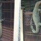 Johor Man Shocked To Find Monitor Lizard So Huge It Looks Like Crocodile On His House Gate - World Of Buzz 5