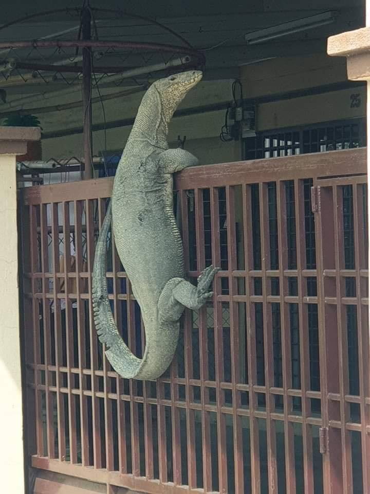 Johor Man Shocked to Find Monitor Lizard So Huge It Looks Like Crocodile On His House Gate - WORLD OF BUZZ