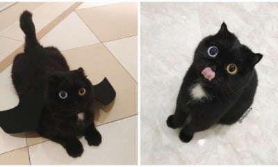 This Adorable Cat'S Going Viral For Its Different Eye Colours And Cute Antics - World Of Buzz