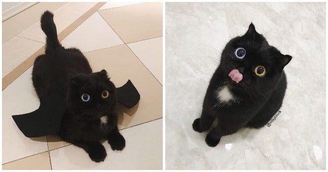 This Adorable Cat's Going Viral For Its Different Eye Colours and Cute Antics - WORLD OF BUZZ