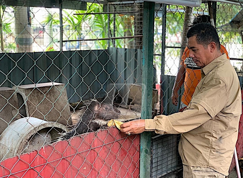 Lit M'sian Uncle's Malayan Porcupines Are Addicted to Roti Canai - WORLD OF BUZZ 1