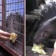 Lit Perlis Uncle'S Malayan Porcupines Are Addicted To Roti Canai - World Of Buzz