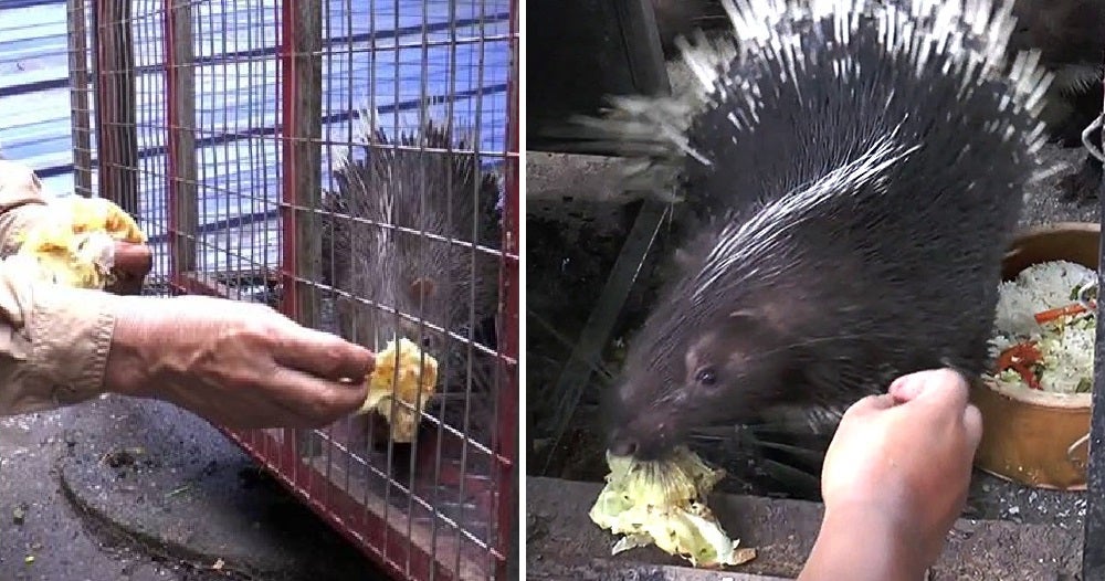 Lit Perlis Uncle'S Malayan Porcupines Are Addicted To Roti Canai - World Of Buzz