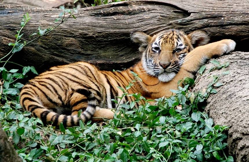 malay tiger.jpg.860x0 q70 crop scale