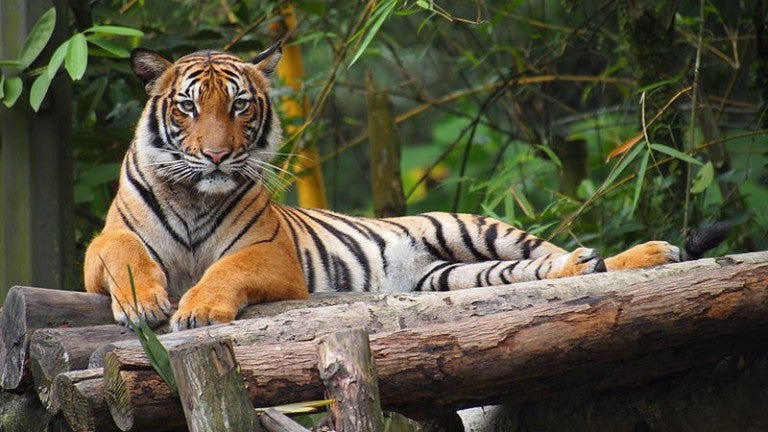 malayan tiger 1