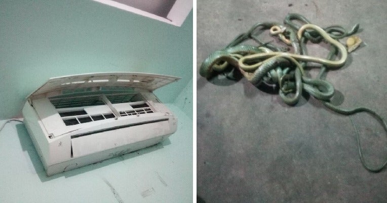 Man Checks Out Weird Noise In Air-Con, Shocked To Find Bunch Of Snakes Hidden Inside - World Of Buzz 3