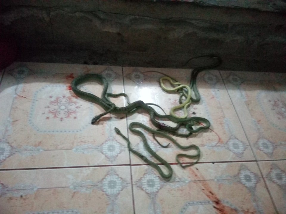 Man Checks Out Weird Noise in Air-Con, Shocked to Find Bunch of Snakes Hidden Inside - WORLD OF BUZZ 1