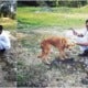 Man Shares His Experience Saving A Dog Almost Strangled To Death, Adopts Him Despite It Being Haram - World Of Buzz 5