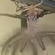 Man Shocked To Find Tentacled, Alien-Looking Bug Crawling On Ceiling In Bali Home - World Of Buzz