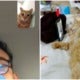 M'Sian Woman'S Cat Helps Owner To Video Call Bf While He Was In A Traffic Jam - World Of Buzz 5